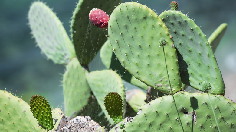 Closeup of pricklypear cactus