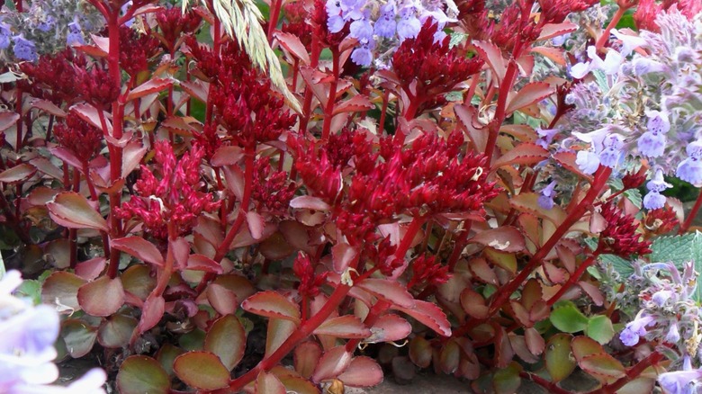Closeup of Sedum spurium 'Voodoo' succulent