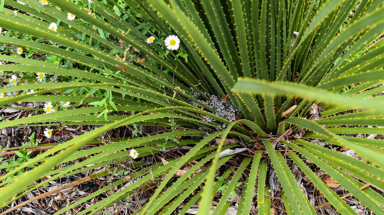 Closeup of Texas sotol succulent