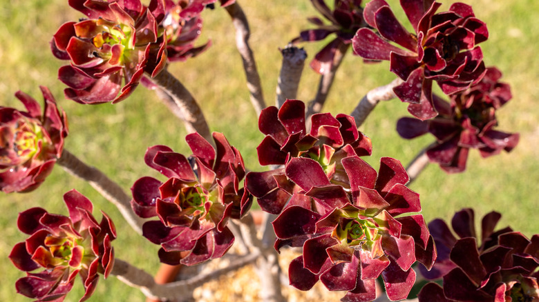 Closeup of burgundy blooms from tree aenium succulent