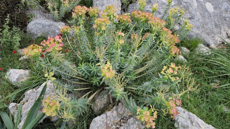 Upright myrtle spurge succulent growing amongst rocks