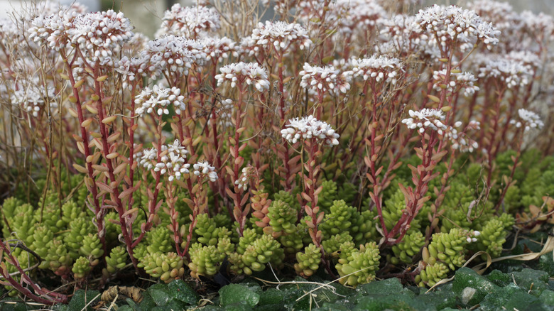 Closeup of white stonecrop succulents