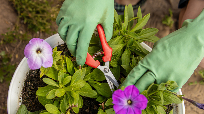 pruning petunias