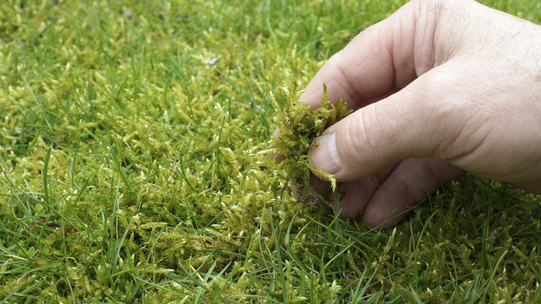 Close-up of green moss