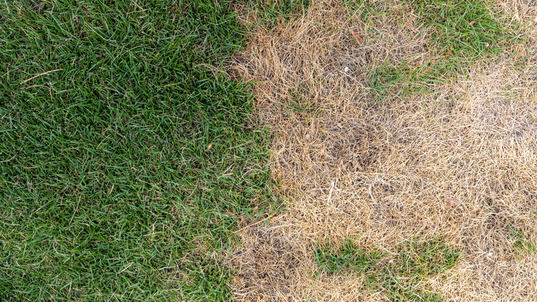 Patch of brown grass in green lawn