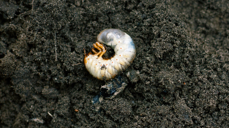 White grub on top of soil