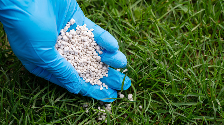 Gloved hand applying fertilizer to grass