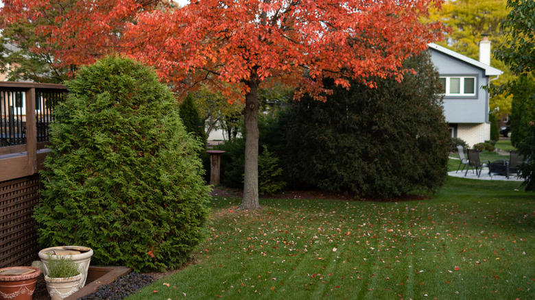 Backyard of a house with maple tree turning red in fall