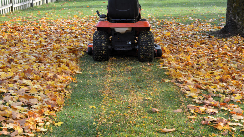 Person driving a riding lawn more over leaves to mulch them