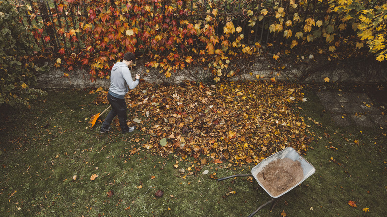 Homeowner raking the leaves in the backyard