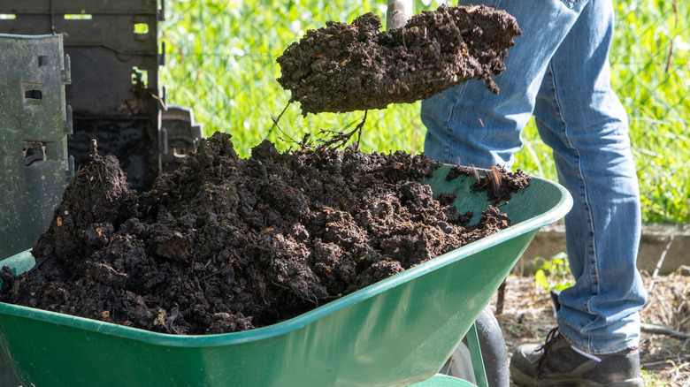 Person loading compost into wheelbarrow with shovel
