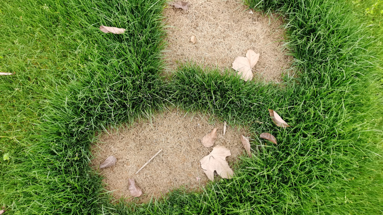 Distinct patches of dead grass in lawn with fall leaves
