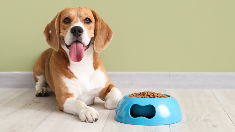 Dog sitting beside a blue food bowl