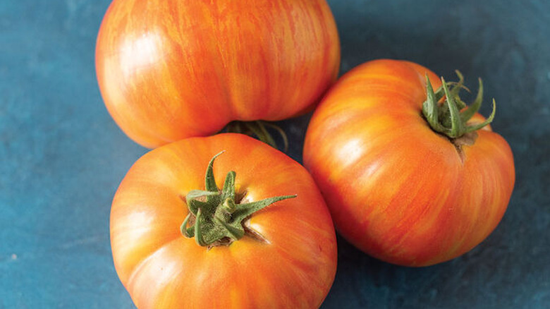 Three yellow and orange striped hot streak tomatoes sit on a blue countertop.