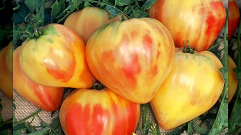 Heartshaped orange oxheard tomatoes are yellow with orange and red stripes.