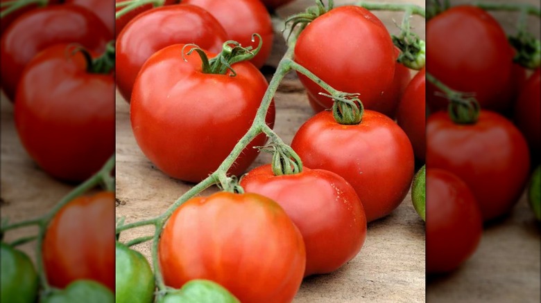 A cluster of stupice tomatoes are on a vine.