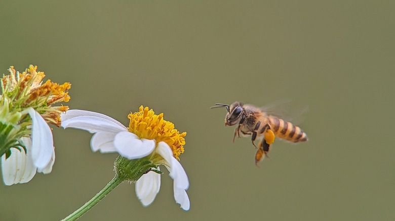 An Africanized honey bee flies toward a white daisy-like flower.
