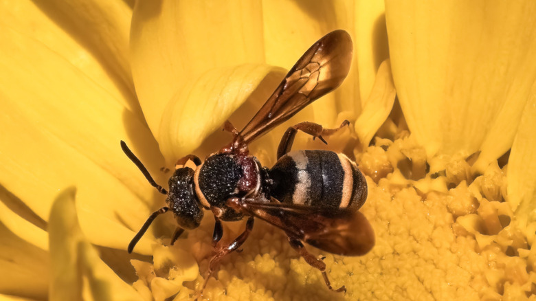 A cuckoo bee on a yellow flower.