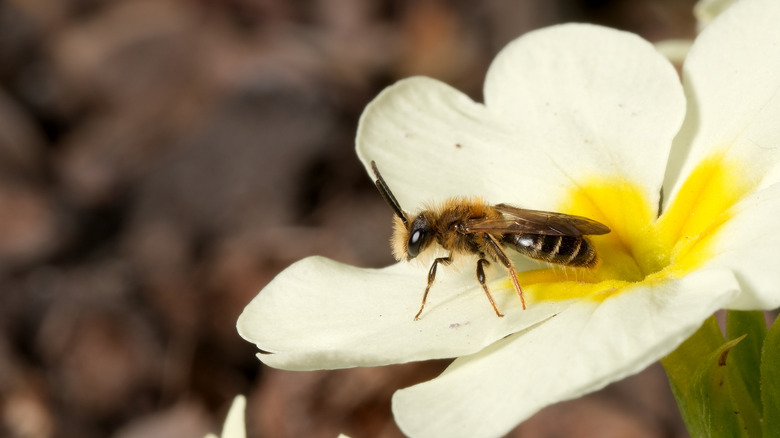 A ground bee rests on a white flower with a yellow center.