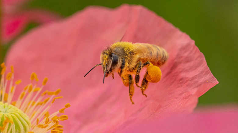 A honeybee flies toward the center of a salmon-pink flower.