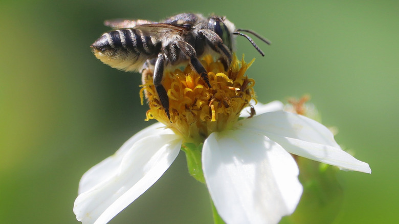 Closeup of leafcutter bee sitting on top of a flower with white petals