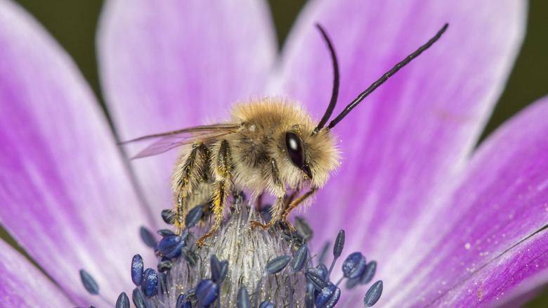 A cute long-horned bee sits in the middle of a purple flower.