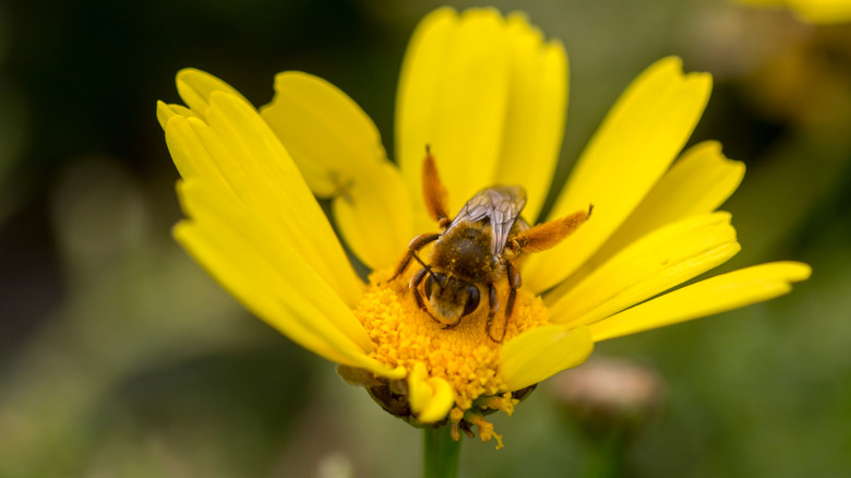 A squash bee getting pollen from a yellow flower.