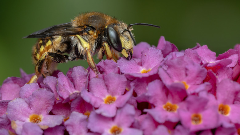 A wool carder bee sits on a cluster of pink flowers.
