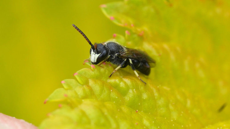 A yellow-faced bee sits on a leaf.