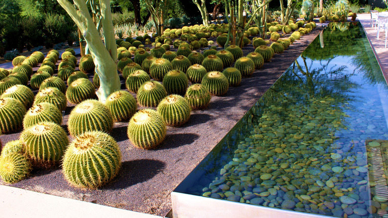A long, straight reflection pool next to a bunch of cacti