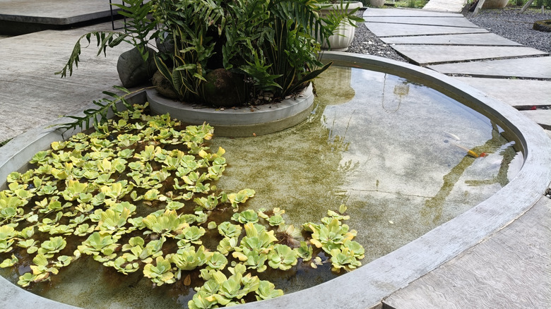 A shallow pond feature with aquatic plants