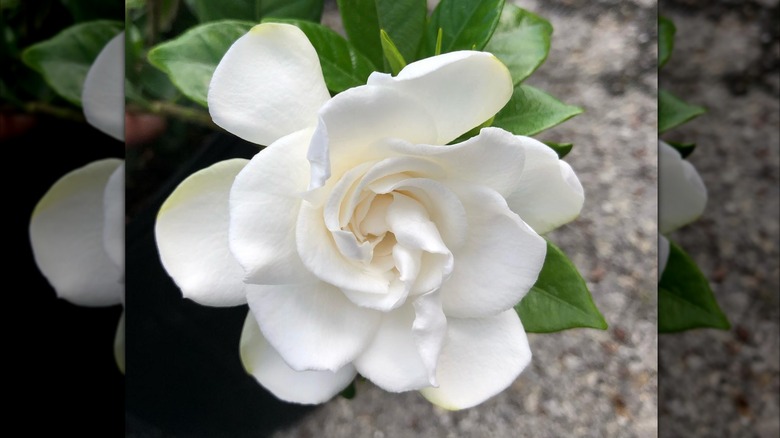 Chuck Hayes gardenia flower in bloom