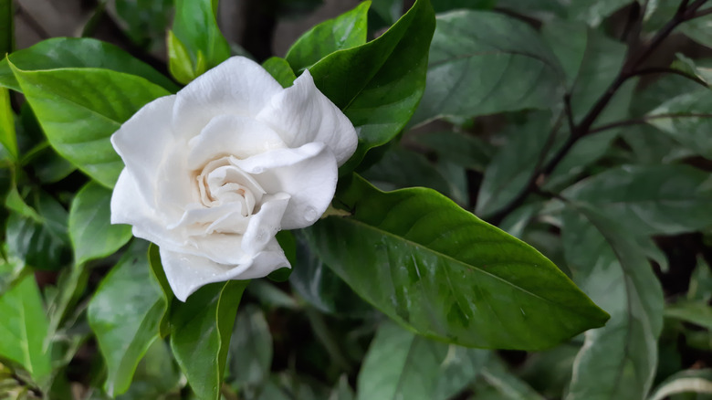 White 'Crown Jewel' gardenia growing in garden
