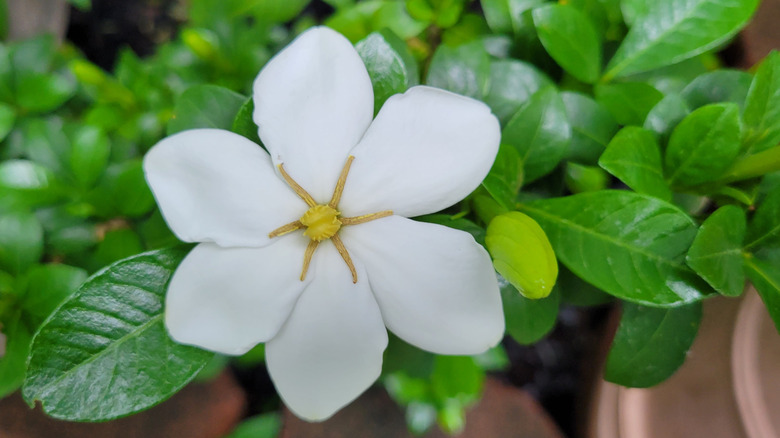 Six-petaled Daisy gardenia in garden