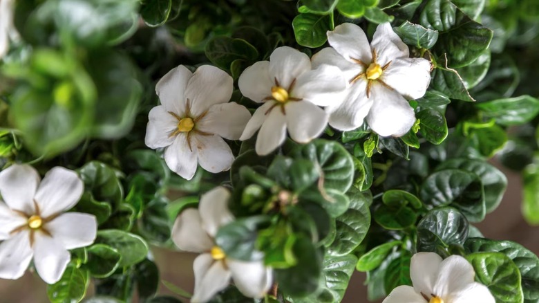 Diamond Spire gardenia's white flowers in bloom