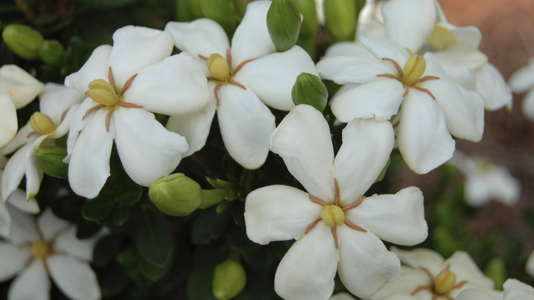 Echo Heaven Scent gardenia in bloom