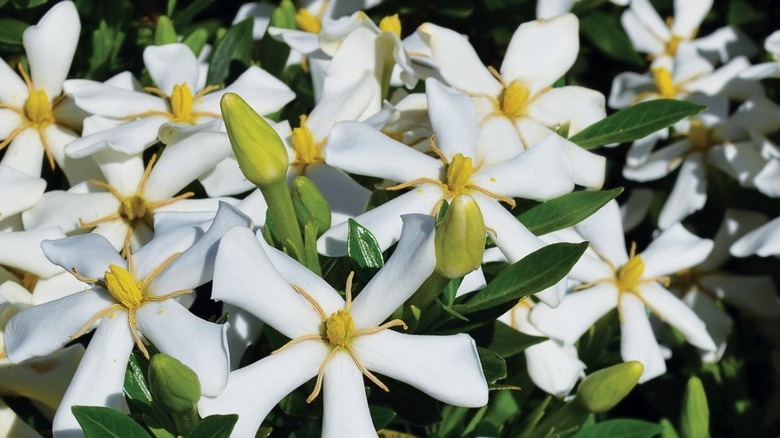 Echo Swan Maiden gardenias in bloom