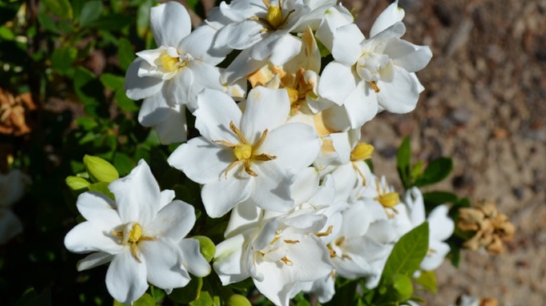 White flowers of Echo 'Swan Princess' gardenia