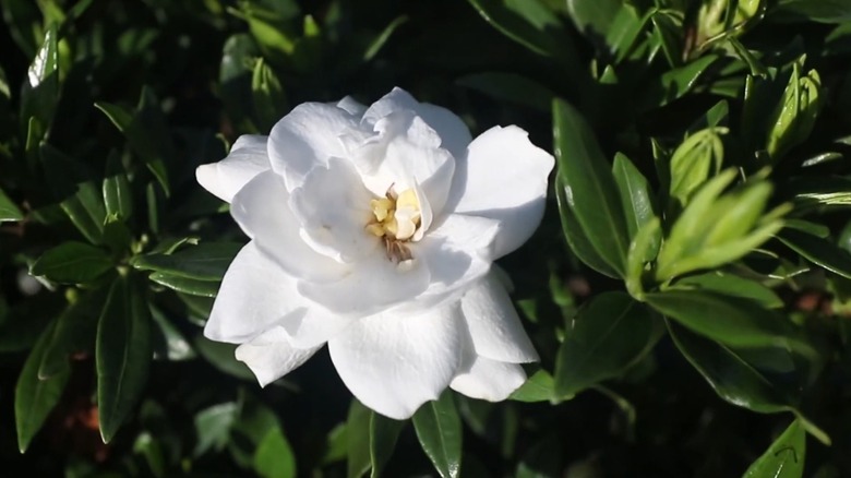 'Fool Proof' gardenia growing in a garden