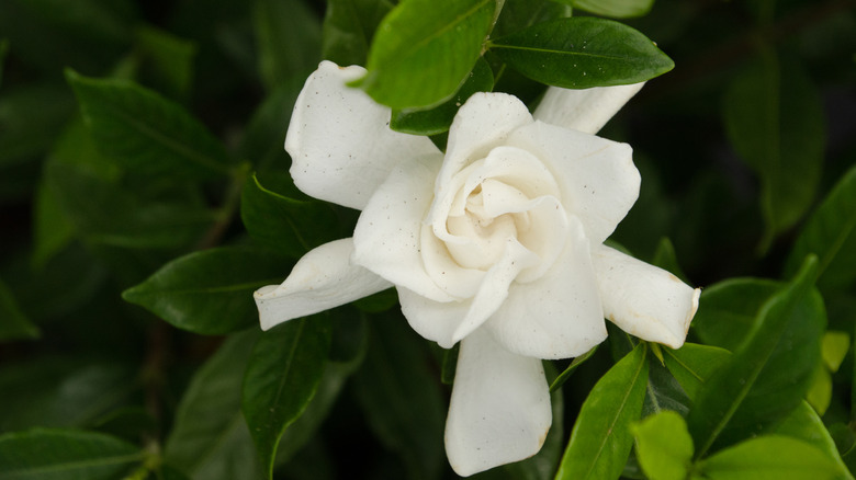 Frostproof gardenia's white flower in bloom