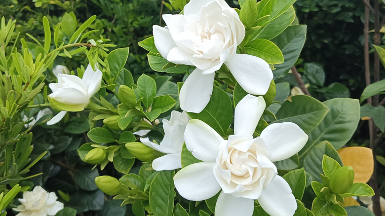 White gardenia flowers blooming in a garden