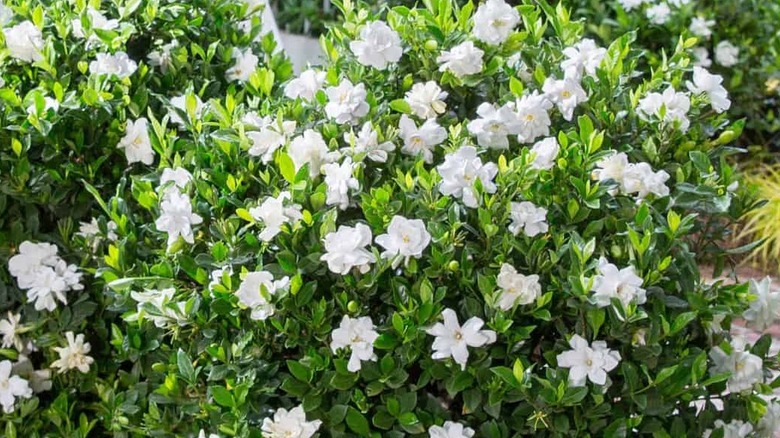 Jubilation gardenia growing in sunshine