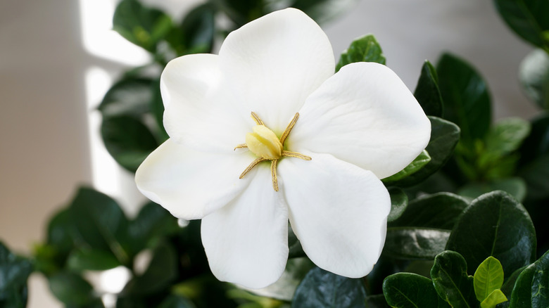 Kleim's Hardy gardenia in bloom