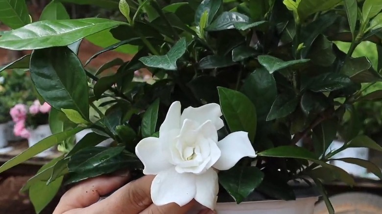 Pillow Talk gardenia bloom amidst green foliage