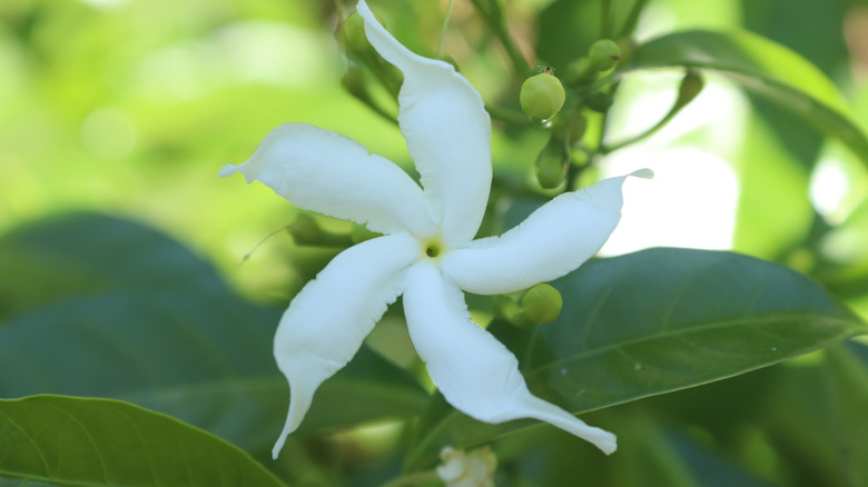 'Pinwheel' gardenia flowers in bloom