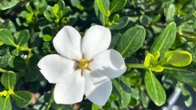 A Snow Girl gardenia blooming in garden
