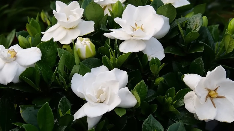 Steady as She Goes gardenia's flowers