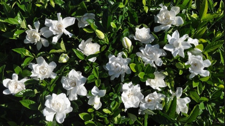 A cluster of Summer Snow gardenia in bloom
