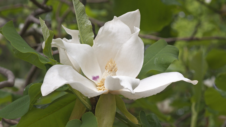White ashe magnolia flower with green leaves