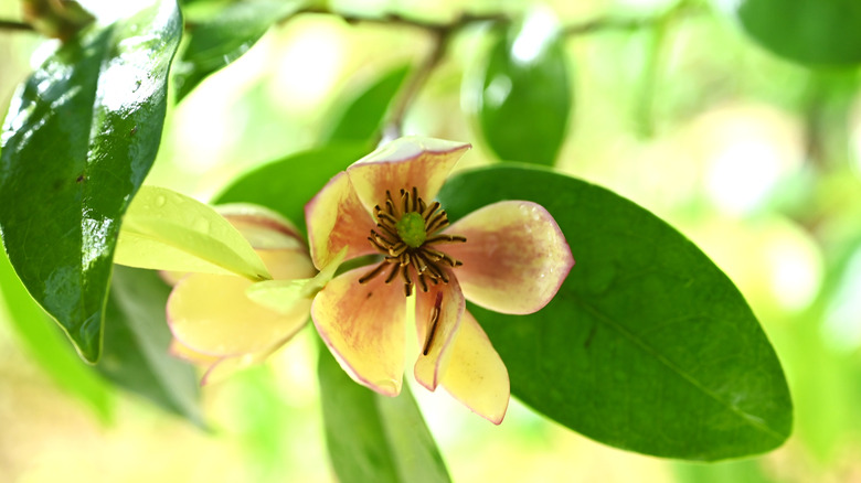 small banana magnolia opening in the sunlight